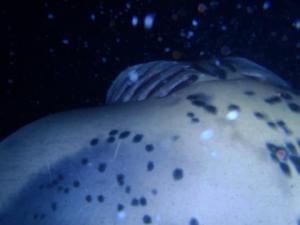 I was able to go night snorkeling with Manta Rays a month ago. These huge creatures swim right below you. It is amazing!!!